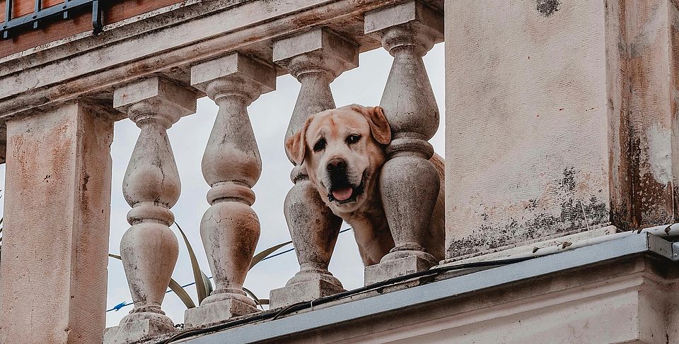 ein hund blickt durch eine Balustrade